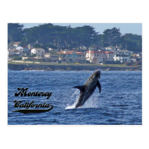 Breaching Dolphin Monterey California Postcard