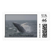 Breaching Humpback Calf postage