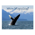 Breaching Humpback; Change of Address Post Card