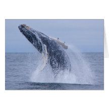 Breaching Humpback Whale Calf Greeting Card