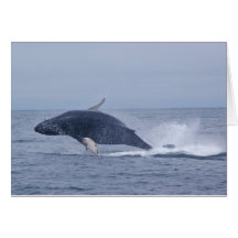Breaching Humpback Whale Calf Greeting Card