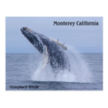Breaching Humpback Whale Calf  Postcard