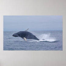 Breaching Humpback Whale Calf  Print
