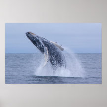 Breaching Humpback Whale Calf  Print