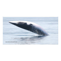 breaching Minke whale Photo Cards