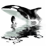 "BREACHING ORCA" Killer Whale Photo Sculpture