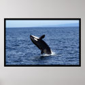 Breaching Orca (Killer Whale) Poster