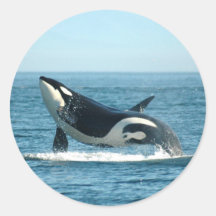 Breaching Orca Sticker