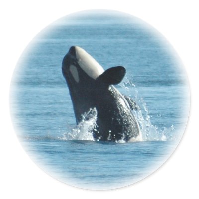 Breaching Orca Stickers by OrcaWatcher