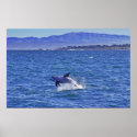 Breaching Risso's Dolphin-Pacific Grove Print