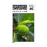 Breadfruit Tree Postage Stamps