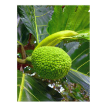 Breadfruit Tree Posters