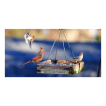 Breakfast Table (birds) Photo Card