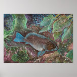 Breaksea cod Art Poster posters