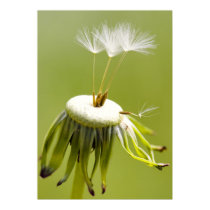 Breath flower