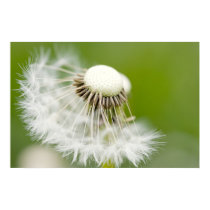 Breath flower