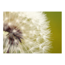 Breath flower