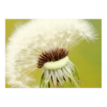 Breath flower