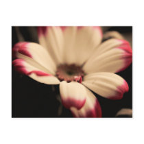 Breathless Postcard