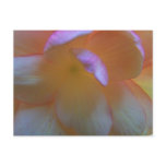 begonia, flower, nature, plant, begonia flower,