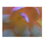 Breathtaking Begonia Postcard
