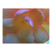 Breathtaking Begonia Poster posters
