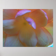Breathtaking Begonia Poster