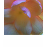 begonia, flower, nature, plant, begonia flower,