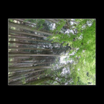 breathtaking view kyoto forest postcards