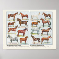 Breeds of Horses Poster