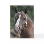 Breton draft horse birthday card