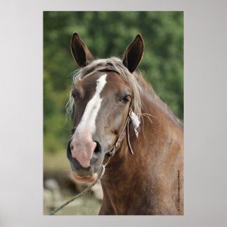 Breton draft horse mare poster