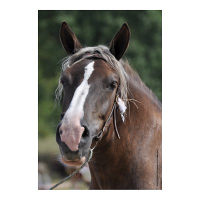 Breton draft horse mare print print