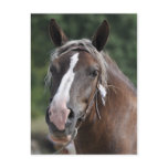 Breton draft mare postcard