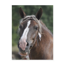 Breton draft mare postcard