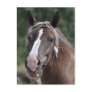 Breton draft mare postcard