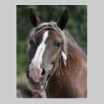 Breton draft mare postcard postcards