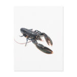 Breton lobster post cards