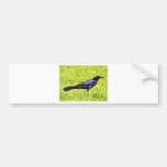 Brewer's Blackbird Bumper Sticker