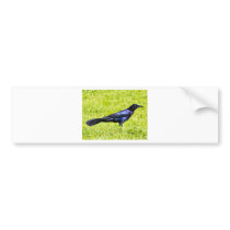 Brewer's Blackbird Bumper Sticker