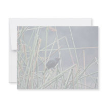 Brewer's blackbird invitations