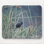 Brewer's blackbird mouse pad