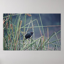 Brewer's blackbird posters