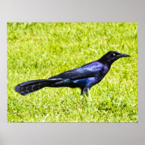 Brewers Blackbird Poster