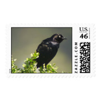 Brewer's Blackbird stamp by naturalphotos Brewer's Blackbird stamp