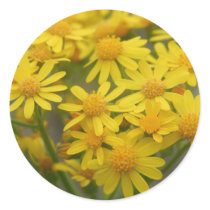 Brewer's Butterweed stickers