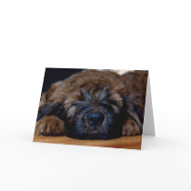 briard puppy cards