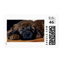 briard puppy postage stamps