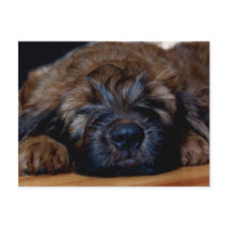 briard puppy post cards