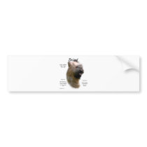 Briard (tawny) History Design Bumper Sticker